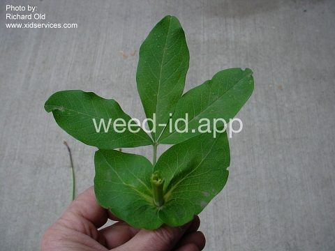 golden pea, mountain